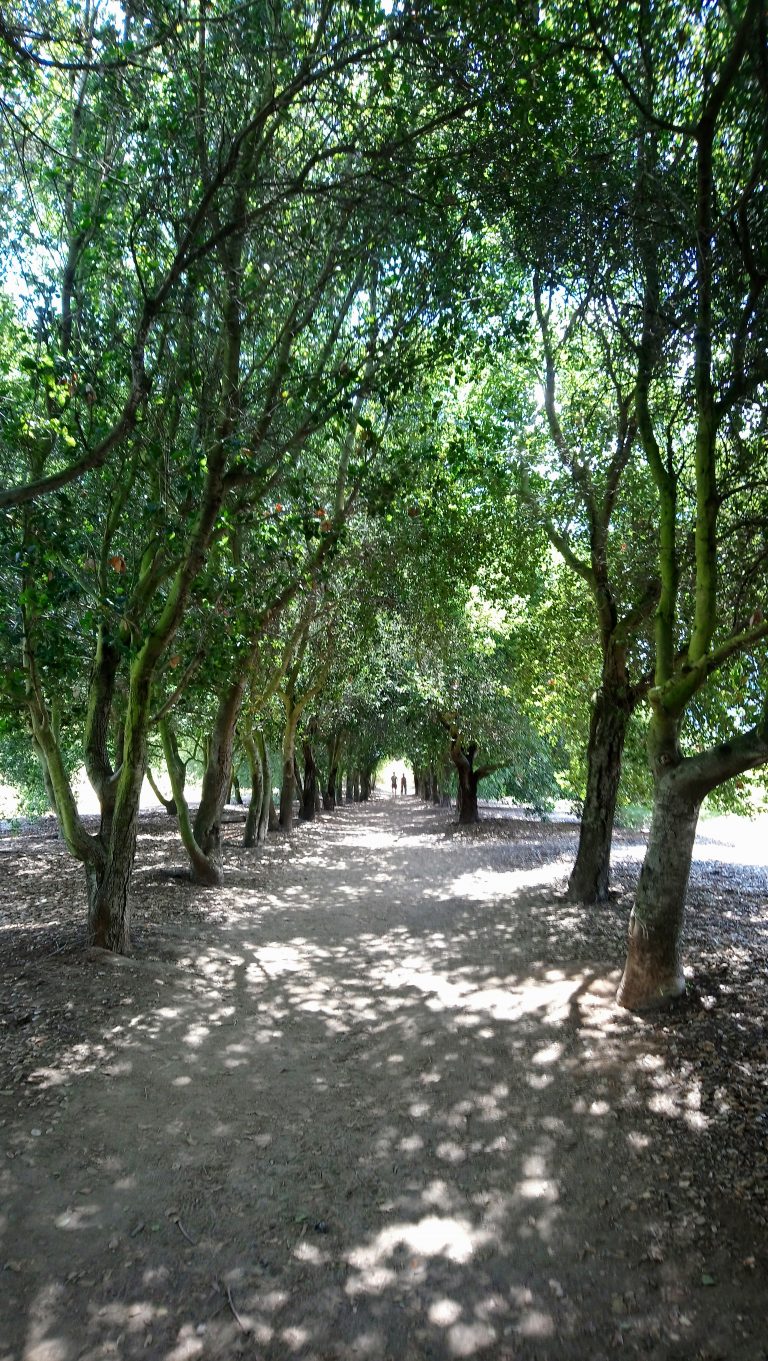 Oaks pathway